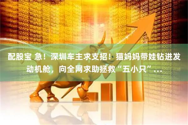 配股宝 急!深圳车主求支招!猫妈妈带娃钻进发动机舱,向全网求助拯救“五小只”…