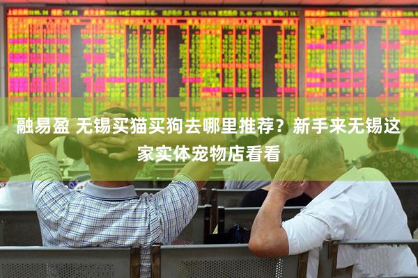 融易盈 无锡买猫买狗去哪里推荐？新手来无锡这家实体宠物店看看